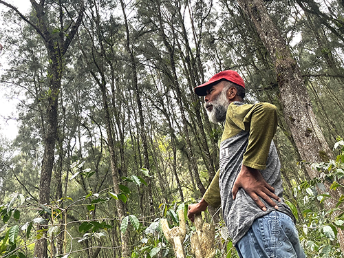 coffee_east_timor