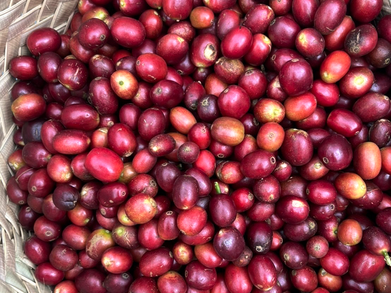 coffee_east_timor