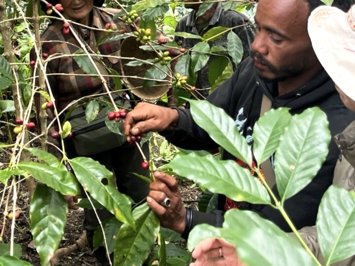 coffee_east_timor