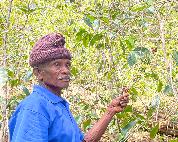 coffee_organic