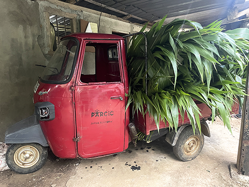 earl_grey_sri_lanka